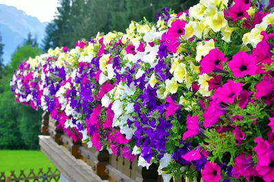 Топ-10 самых красивых садовых цветов | Горецкий Вестник