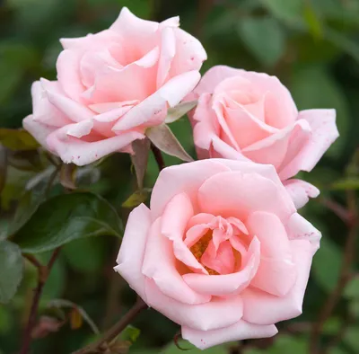 Красивые розы Sweet Eskimo и оксипеталум по цене 4490 руб - купить в Москве  с доставкой