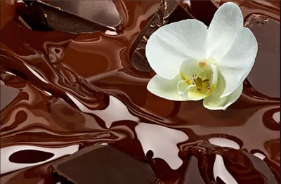 Шоколадная пасха с цукатами: простой рецепт от Евгения Клопотенко