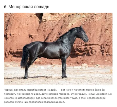 Самые красивые лошади картинки обои