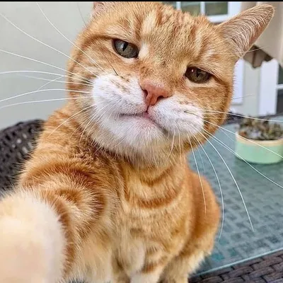 Самые смешные коты в мире! #MEOW — Видео | ВКонтакте