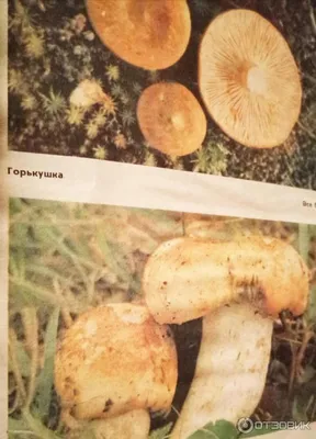 Съедобные грибы башкирии в картинках обои