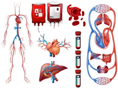 Заболевания сердечно-сосудистой системы: виды и особенности