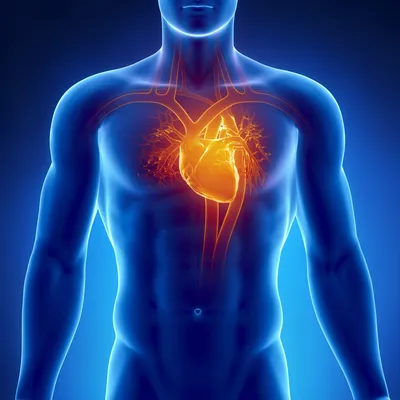 сердечно-сосудистая система состоит из сосудов сердца и крови артерий и вен  Иллюстрация штока - иллюстрации насчитывающей клетка, сердце: 272799494