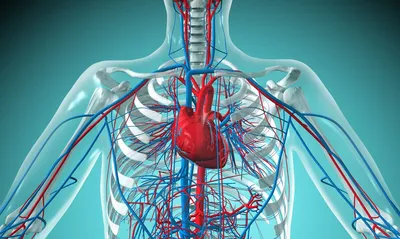 Здравоохранение - Сердечно-сосудистая система - Cardiovascular system -  Кровеносная система - Circulatory system - Сердечно-сосудистые заболевания,  ССЗ - Cardiovascular diseases - Ишемическая болезнь сердца - Morbus  ischaemicus cordis - CNews
