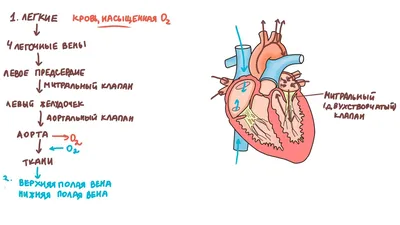 Сердечно-сосудистая система | это... Что такое Сердечно-сосудистая система?