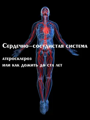 сердечно-сосудистая система состоит из сосудов сердца и крови артерий и вен  Иллюстрация штока - иллюстрации насчитывающей красно, артиллерии: 272797901