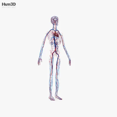 Сердечнососудистая Система — стоковая векторная графика и другие  изображения на тему Сердечно-сосудистая система - Сердечно-сосудистая  система, Человеческое тело, Сердце - iStock