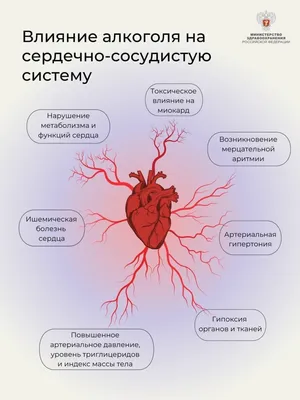 Физиология сердечно-сосудистой системы - YouTube