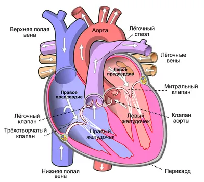 Лечение заболевания сердечно-сосудистой системы | Кардиологический  санаторий «Сосновый Бор», Татарстан