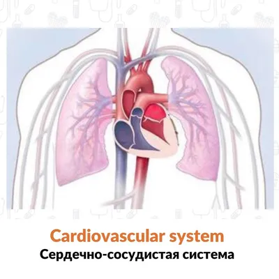 Лечение заболеваний сердечно-сосудистой системы | Меридиан