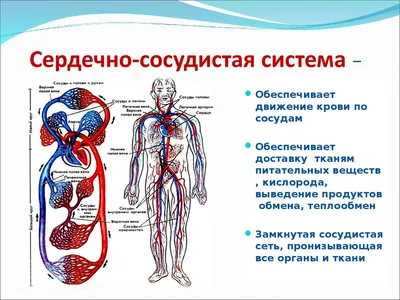 Сердечно-сосудистая система Часть 2/Cardiovascular system Part 2