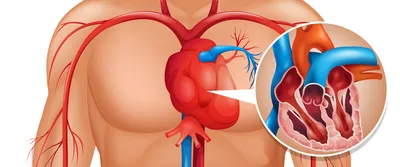 Сердечно-сосудистая система органов человеческого тела с анатомией сердца  Иллюстрация штока - иллюстрации насчитывающей человек, мужчина: 131876104
