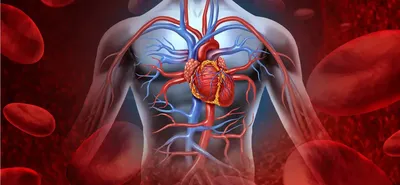Сердечно-сосудистая система/Cardiovascular system