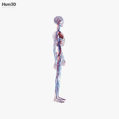 Сердечно-сосудистая система человека 3D Модель $99 - .3ds .blend .c4d .fbx  .ma .obj .max - Free3D