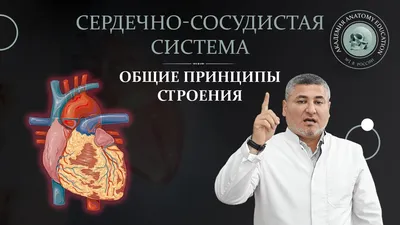 сердечно-сосудистая система состоит из сосудов сердца и крови артерий и вен  Иллюстрация штока - иллюстрации насчитывающей плазма, сердце: 272797794