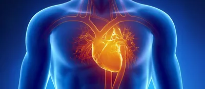Сердечно-сосудистая система: заболевания, диагностика, лечение