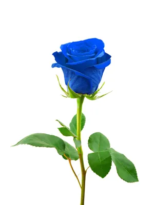 Бело-синие розы в коробке от 19 шт. за 7 990 руб. | Бесплатная доставка  цветов по Москве