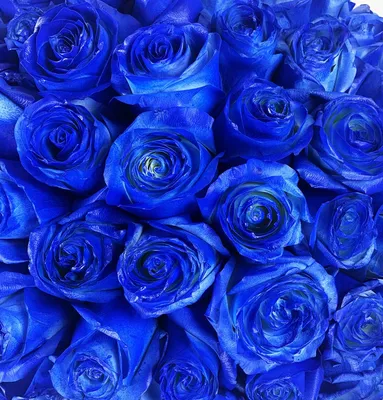 Бело-синие розы в коробке - 29 шт. за 8 490 руб. | Бесплатная доставка  цветов по Москве