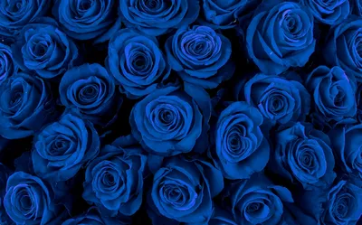 Синие розы в шляпной коробке \"Грезы неба\" купить в Москве в Букет-Элит