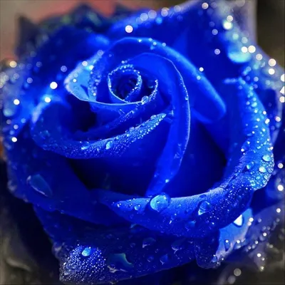 Букет из 25 синих роз недорого с доставкой | Flowers Valley