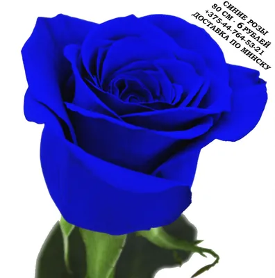 Купить Розы синие в Орехово-Зуево за 220 руб. | Быстрая доставка цветов