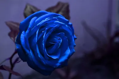 Синие розы в коробке от 9 шт. за 4 990 руб. | Бесплатная доставка цветов по  Москве