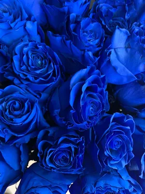 Синие розы • MoreRoz.By Необычные розы по отличной цене