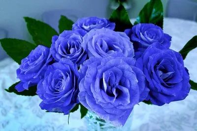 Синие розы в коробке Maison в Шымкенте заказать с доставкой 🌷