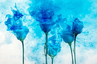 Букет из 5 синих роз 70 см - купить в Москве по цене 3990 р - Magic Flower
