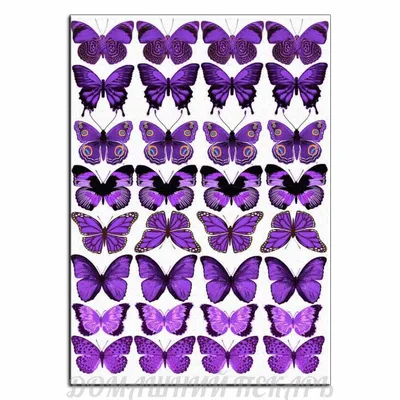 Сиреневые бабочки картинки - 80 фото