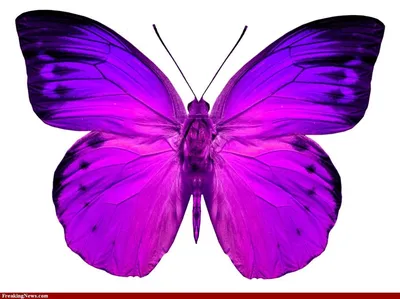 Бабочки фиолетовые вафельная картинка | Магазин Домашний Пекарь