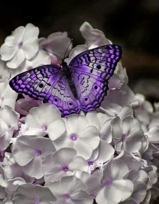 Съедобная картинка №294. Бабочки синие | sweetmarketufa.ru