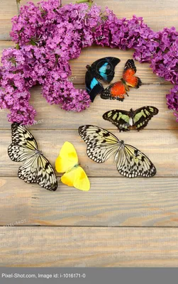 Флюид/ Картина по номерам \"Синие бабочки\" с золотой поталью на холсте 40х50  (13 цветов) 1/20 - купить с доставкой по выгодным ценам в интернет-магазине  OZON (869650105)