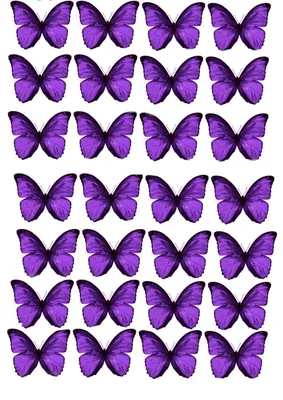 фиолетовые бабочки изолированы на белом фоне Stock Photo | Adobe Stock