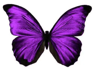 Сиреневые бабочки (52 фото)