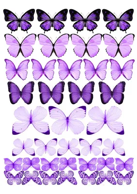 бабочки для букета фиолетовые | Шаблон бабочка, Бумажные бабочки, Подарки  для учителей