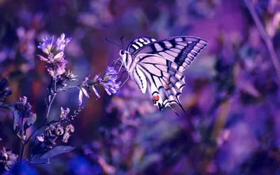Фото Бабочки Цветы Сирень