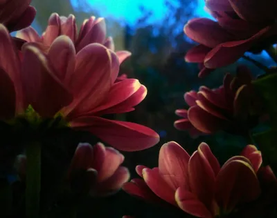 сказочные цветы :: Олег Лукьянов – Социальная сеть ФотоКто