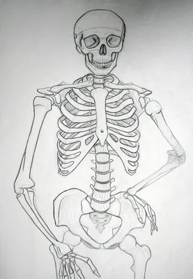 Скелет картинки рисунки обои