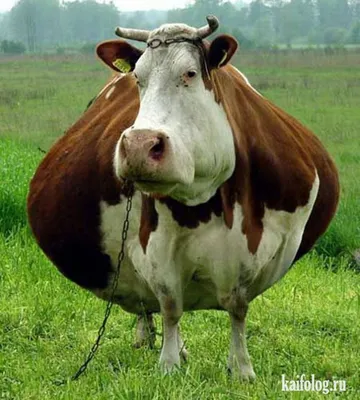Смешная корова» — создано в Шедевруме