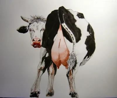 Смешная корова с зрелищами красного сердца форменными Стоковое Изображение  - изображение насчитывающей молокозавод, потеха: 35007199