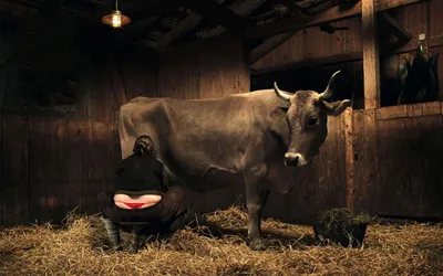 Смешные и прикольные картинки про коров (89 фото)