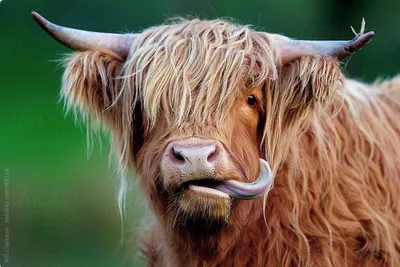 Смешная корова страшно улыбается с …» — создано в Шедевруме