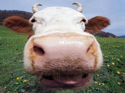 Симпатичная смешная корова на ферме :: Стоковая фотография :: Pixel-Shot  Studio