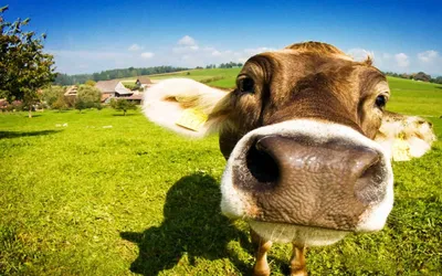 Смешная корова пасется на зеленом пастбище :: Стоковая фотография ::  Pixel-Shot Studio