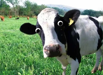 Смешная корова 3D Модель $27 - .obj .c4d .unknown - Free3D