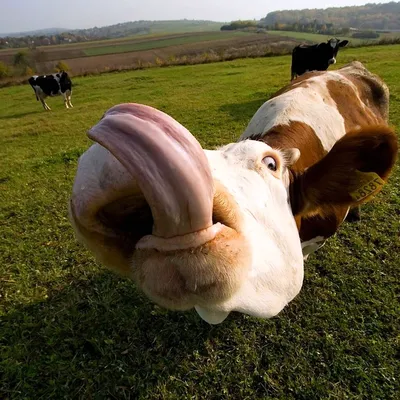 Смешная Корова — стоковые фотографии и другие картинки Австрия - Австрия,  Без людей, Бык - животное - iStock
