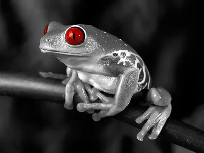 Картина Смешная лягушка ᐉ Лицоева Елена ᐉ онлайн-галерея Molbert.