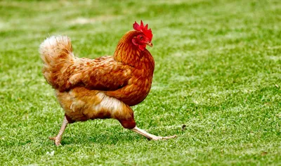 Интересные факты о курицах
